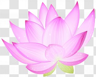 Clip Art Openclipart Nymphaea Nelumbo Desktop Wallpaper - Pink - Lotus Transparent PNG