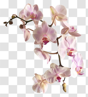 Orchid Day - Delicate Pink Orchid Flowers Branch Transparent PNG