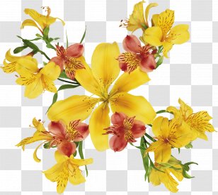 Watercolor: Flowers Painting Lilium - Plant - Lily Transparent PNG