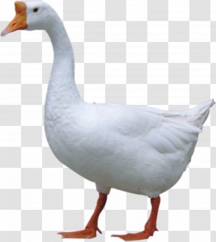 Duck Domestic Goose Jintan District - Feather - Big White Transparent PNG