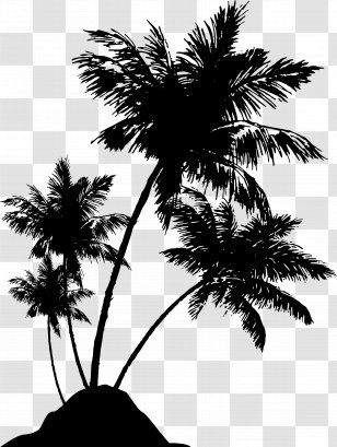 Silhouette Arecaceae Drawing Photography - Tree - Coconut Transparent PNG