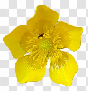 Cut Flowers Ranunculus Asiaticus - Insect Transparent PNG
