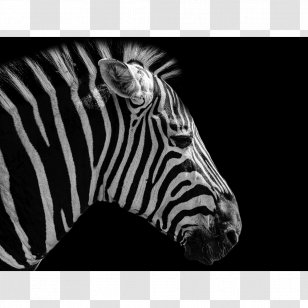 Failure Is Impossible Quagga Art Paper Amazon.com - Knitting - Zebra Transparent PNG