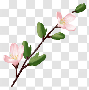 Pink Flower - Pink Cherry Blossom Branch Illustration Transparent PNG
