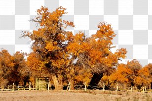 Download Icon - Plant - Autumn Poplar Transparent PNG
