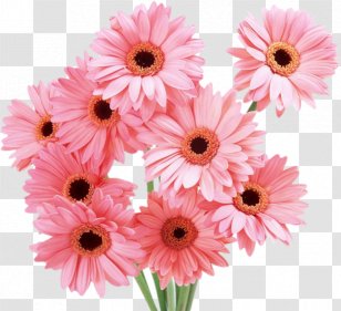 Flower Bouquet Cut Flowers Transvaal Daisy Rose - Plant Transparent PNG