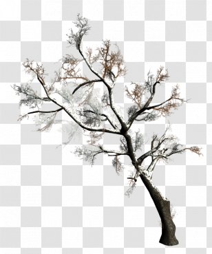 Tree Forest Clip Art - Conifers Transparent PNG