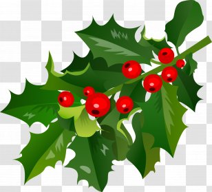 Teacher Cartoon - Holly - Ilex Verticillataamerican Winterberry Fruit Transparent PNG