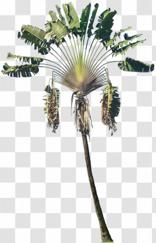 Arecaceae Plant Ravenala Madagascariensis Phanera Purpurea Tree - Strelitziaceae - Tropical Transparent PNG