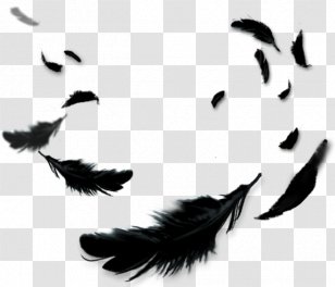 Feather Black Color - Tail Transparent PNG