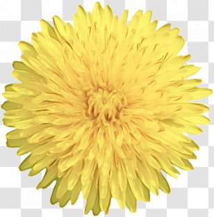Flowers Background - Flower - Pompom Sunflower Transparent PNG