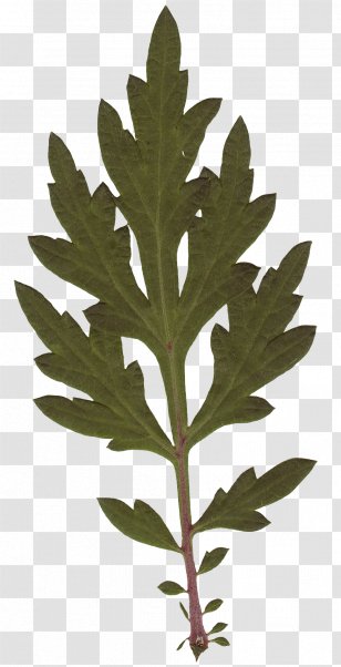 Leaf Plant Stem Tree Transparent PNG