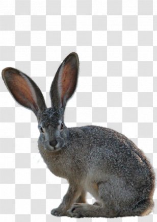 Hare Easter Bunny Domestic Rabbit - Wood Transparent PNG