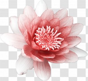 Download Flower Nelumbo Nucifera - Lossless Compression - Burning Bright Lotus Transparent PNG