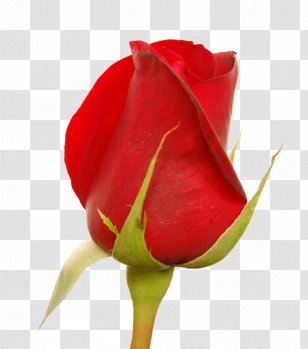 Garden Roses Prayer Mercy God The Father - Friendship Transparent PNG