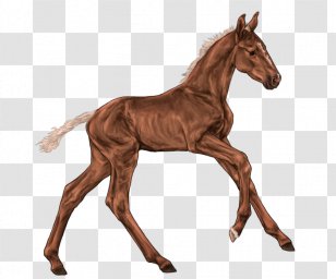 Mustang Foal Mare Colt Stallion - Halter Transparent PNG